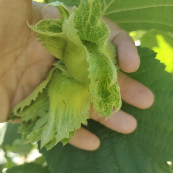 Jilin 2023 Northeast big hazelnut green leather fresh water Renren hazelnut-Taobao