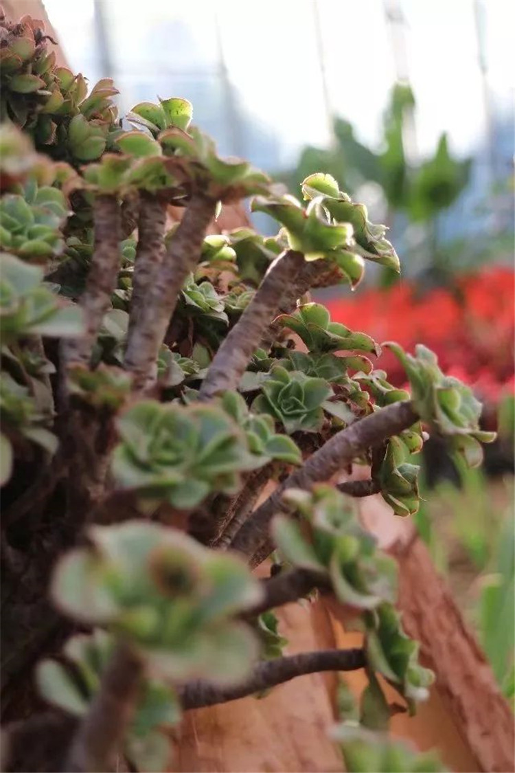 純乾貨 多肉養成老樁 是怎樣一種體驗 淘寶海外