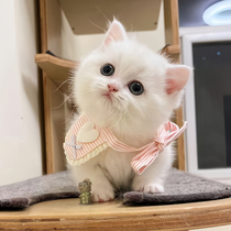 Munchkin short-footed cat milky white kitten purebred long-haired blue and white Napoleon tabby cheese cat pet live