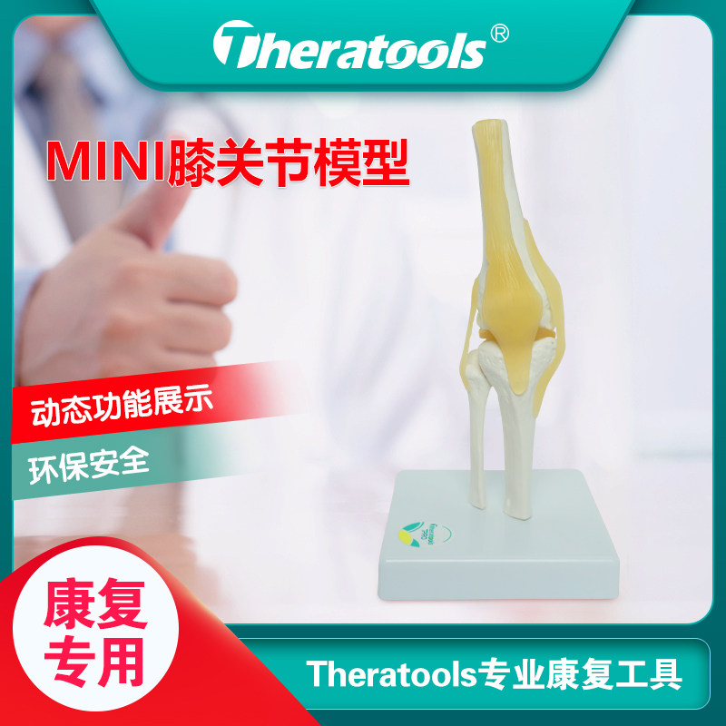医用动态迷你膝关节模型关节可活动人体骨骼韧带教学模型康复膝盖