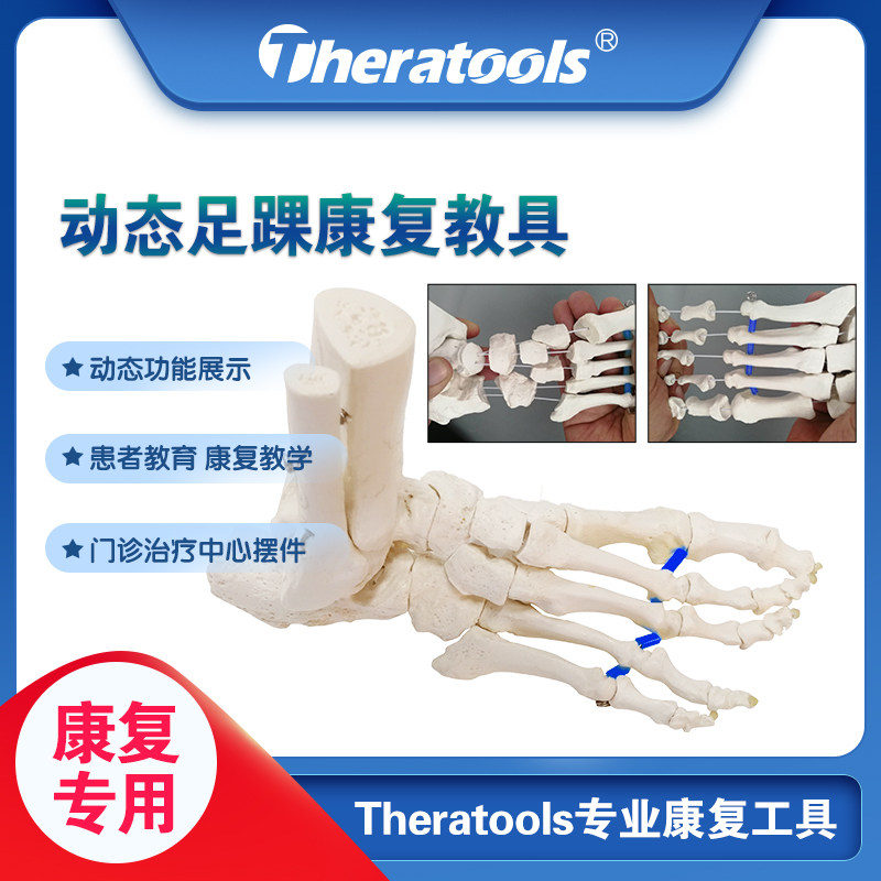 Medical dynamic ankle ankle skeleton model actionable teaching tool function shows rehabilitation teaching joint division
