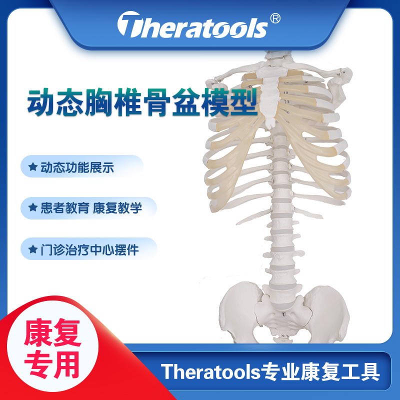 Dynamic Human Thoracic Skeleton Model with Movable Upper Body, Thoracic Spine, Pelvis, Femur, Ribs, Rehabilitation Medicine