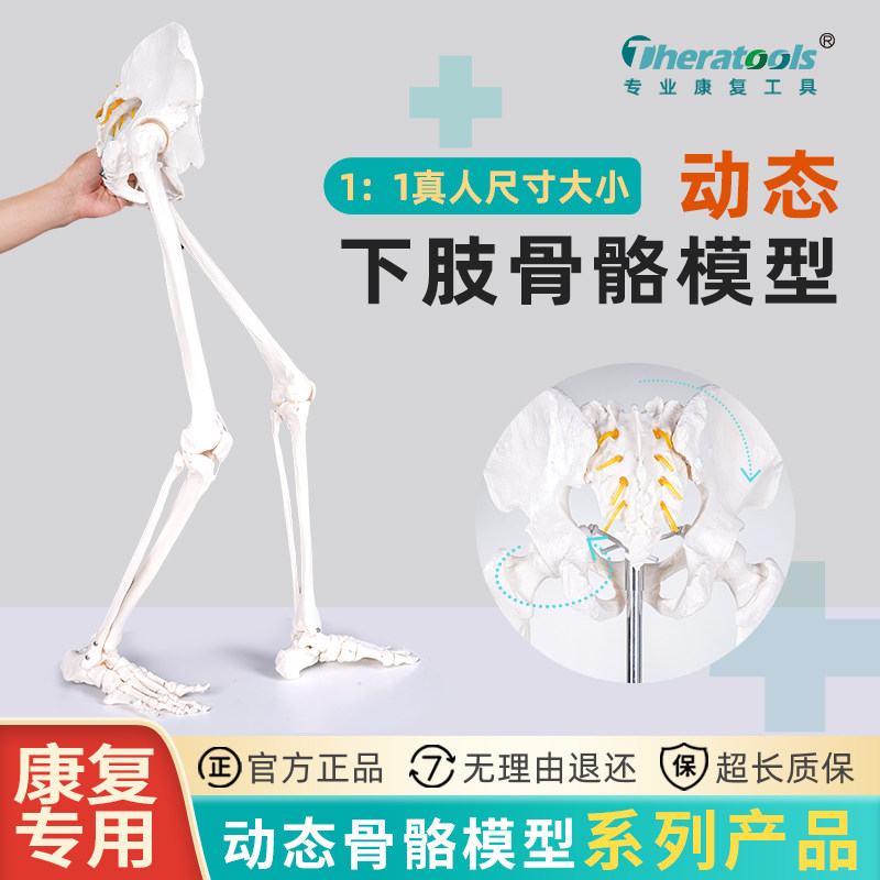 动态人体下肢骨骼模型医学解剖骨架骨盆骨盆髋膝踝关节可动足步态