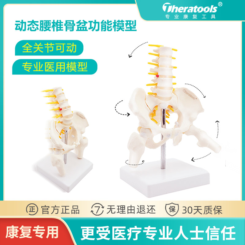 Dynamic mini-lumbar pelvis model joints for medical activity of human body skeleton pelvis skeleton teaching tools