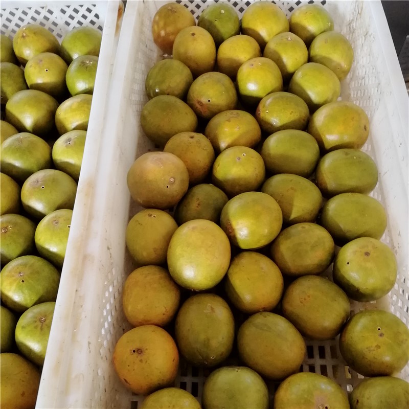 Fuyuan Xianguo Luo Han Guo 100 Guangxi Guilin bulk low temperature dehydration third generation Luo Han Guo dried fruit