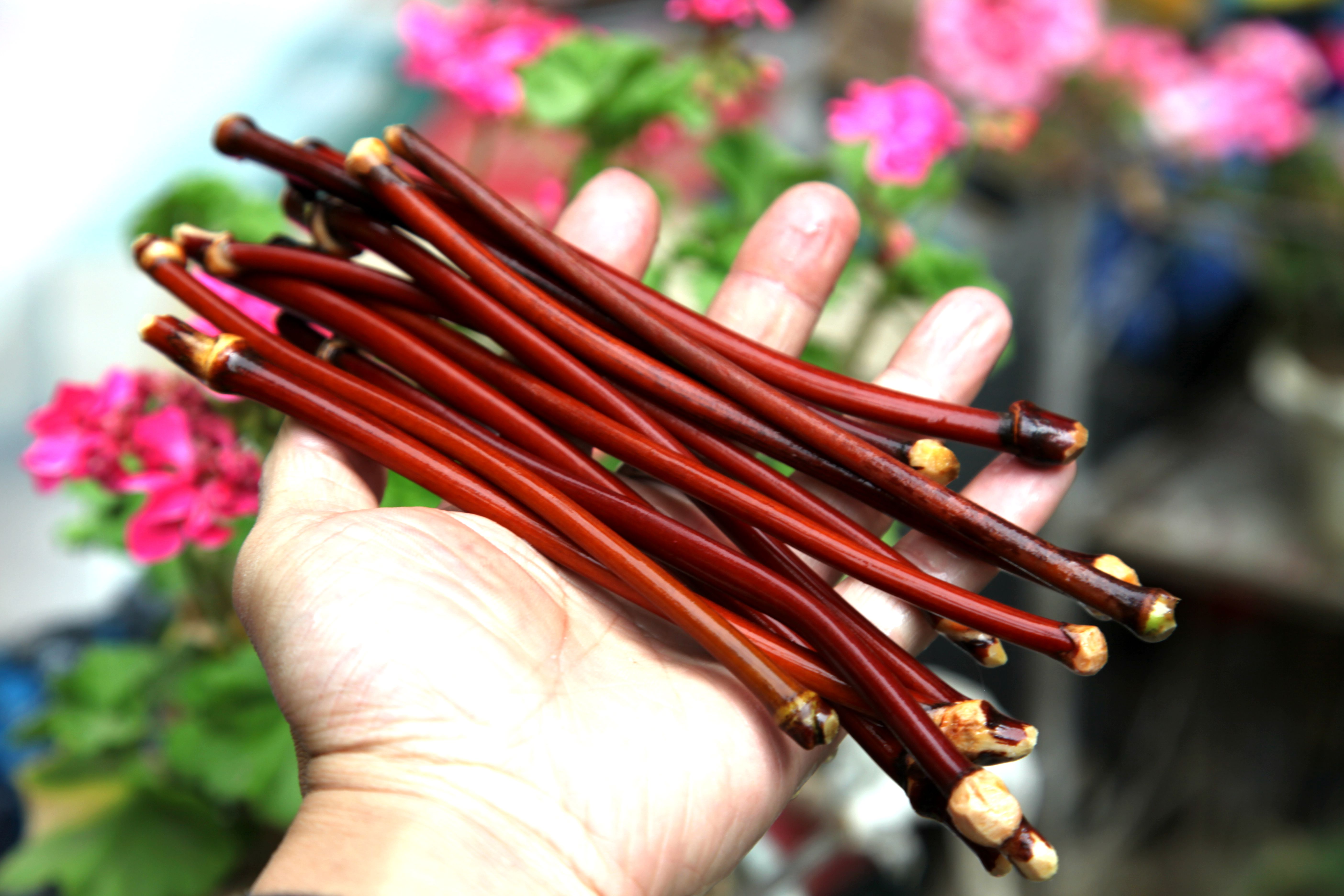 Spatholobus sylvestris sylvestris sylvestris sylvestris vòng tay nam vàng