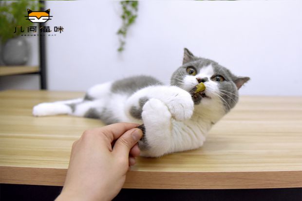 Mèo mol mol mèo bạc hà mèo ăn vặt thú cưng ăn nhẹ gỗ bọ cạp que mèo mol mol + sạch răng 4 gậy royal canin mèo