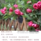 Mô phỏng hoa hồng mây hoa hồng treo tường giả hoa nho sưởi ấm trong nhà phòng khách trang trí trần nhựa hoa nho - Hoa nhân tạo / Cây / Trái cây