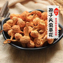 Cordyceps sinensis flower dry goods Golden Cordyceps militaris Cordyceps sinensis 500g sulfur-free soup material
