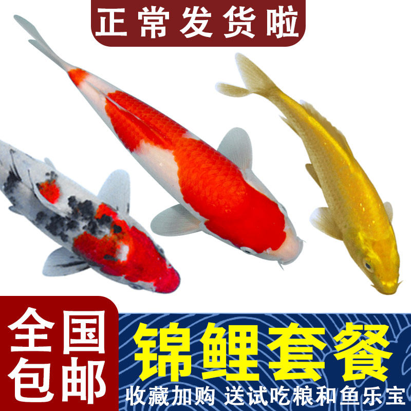Brocade Carp Ornamental Fish Living Freshwater Fish Cold Water Fish Goldfish Brocade Carp Fry Big Positive Red White Gold