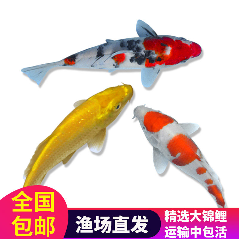 Big koi live ornamental fish Live fish Taisho tricolor red and white koi pond landscape fish Freshwater fish Feng shui fish