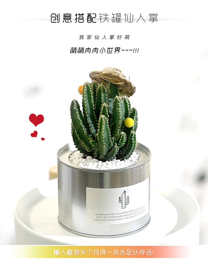 Cây xương rồng kết hợp trồng trong chậu cây lê gai trong nhà trang trí trong nhà để bàn cây xương rồng xanh trồng trong chậu - Trang trí nội thất thiết kế spa mini tại nhà