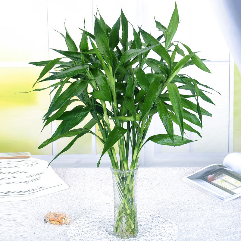 Rich and expensive Bamboo water bacon four-season Peplant Indoor Living Room Gold Ge Guanyin Bamboo Transshipment Bamboo Desktop Small potted plants to open up