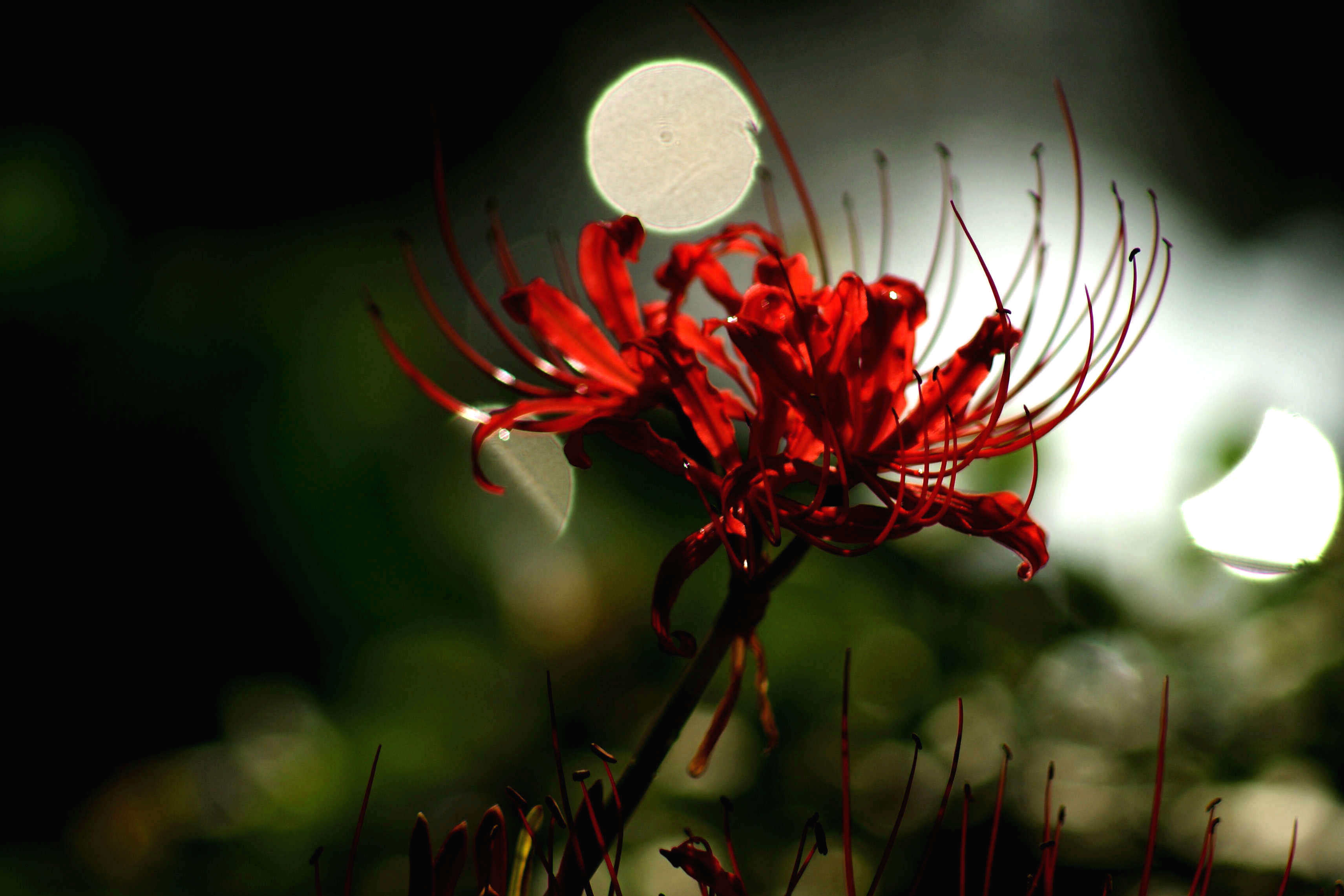彼岸花開開彼岸 這種花你敢不敢養 淘寶海外
