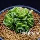 Succulents Bạc Tằm Tuyết Văn phòng Tằm nhỏ Cây trồng trong chậu Cây xanh Hoa Đồ trang trí mọng nước [Bạc tằm 3-4cm] - Trang trí nội thất