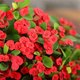 Tiger thorn plum flower potted easy-to-live plant indoor office balcony drought-resistant iron begonia flower blooms continuously in all seasons