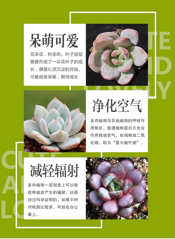 Succulents Bạc Tằm Tuyết Văn phòng Tằm nhỏ Cây trồng trong chậu Cây xanh Hoa Đồ trang trí mọng nước [Bạc tằm 3-4cm] - Trang trí nội thất