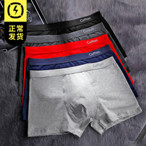 Ceedmon Zhimu underwear mens pure cotton boxer pants breathable cotton boys  shorts underpants four-legged pants head