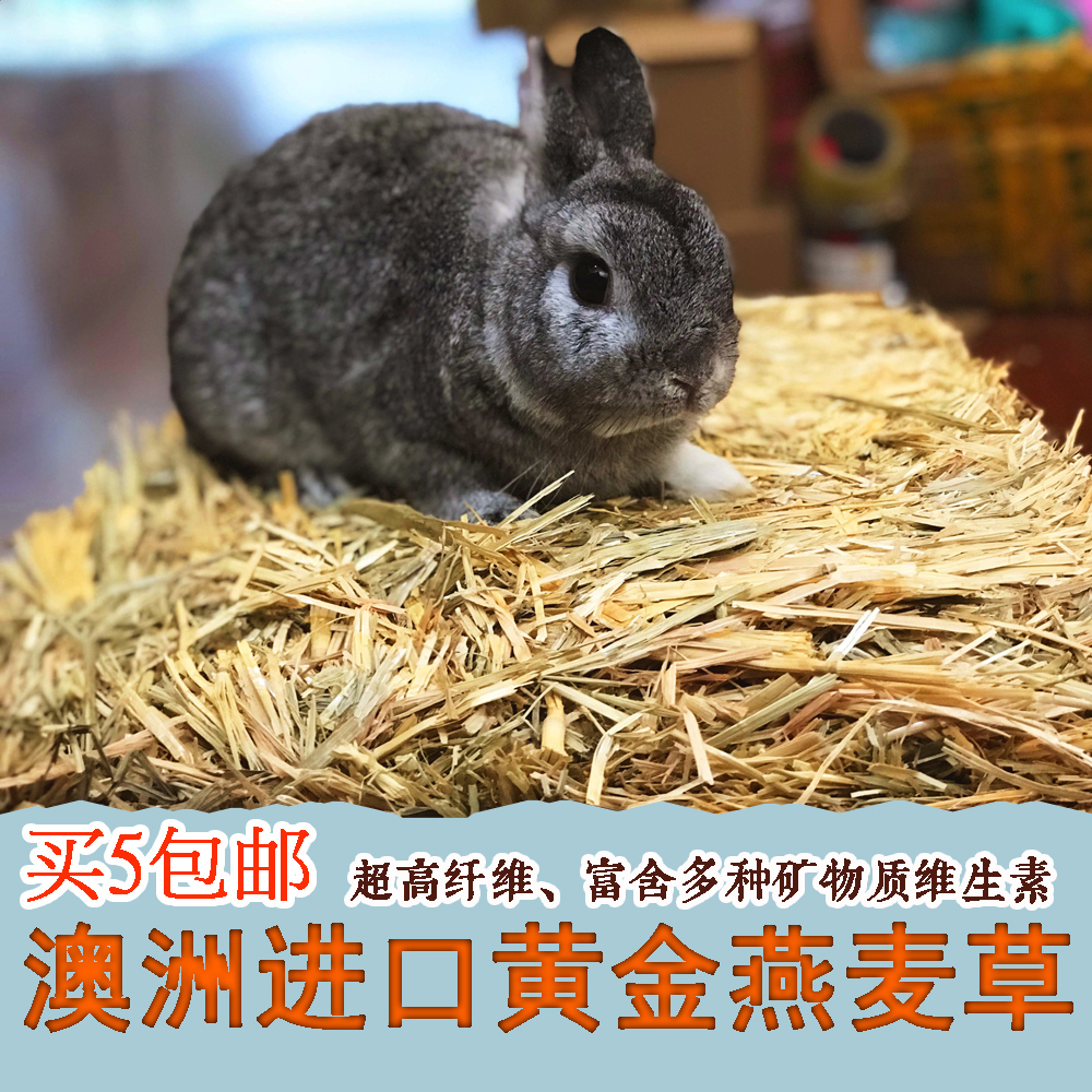 Australia gold oatmeal grass net weight 500g rabbit dragon cat Dutch pig herd food Aussie wheat substitute Timothy Moses