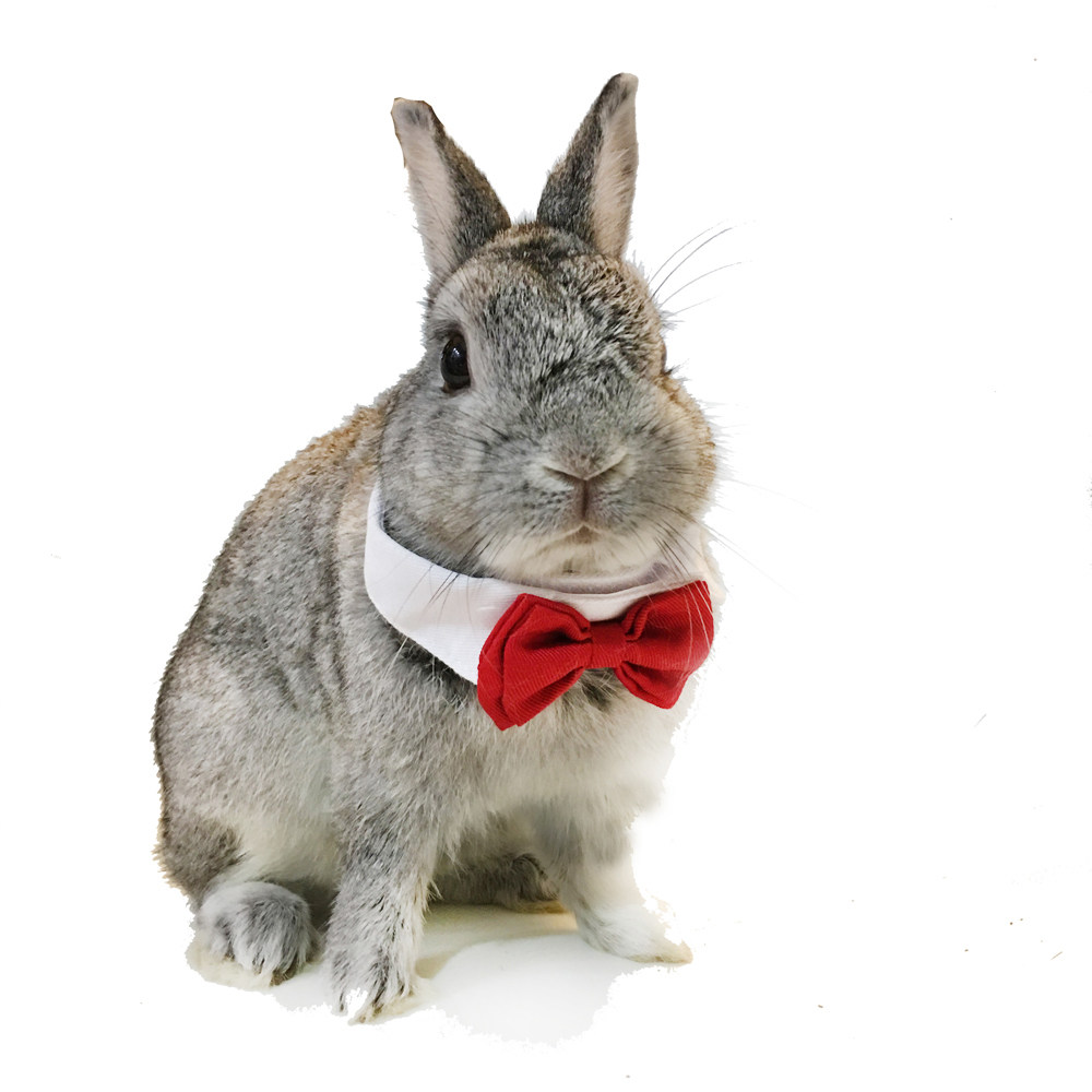 Kitty Neckline Rabbit scarf rabbit collar Knot Pet Wedding Ornaments Festive butterfly knot Puppy collar tie