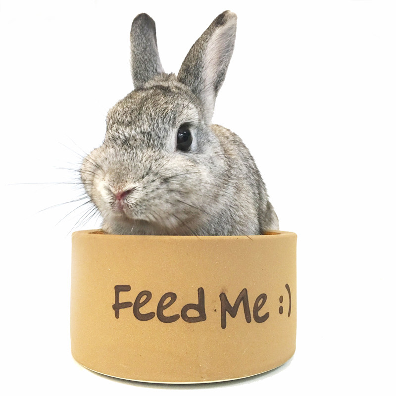 OIC Heavyweight Food Bowl Anti-Turning Basin Porcelain Bowl 180g Hamster Dragon Cat Rabbit Honey Bag of Eating Basin