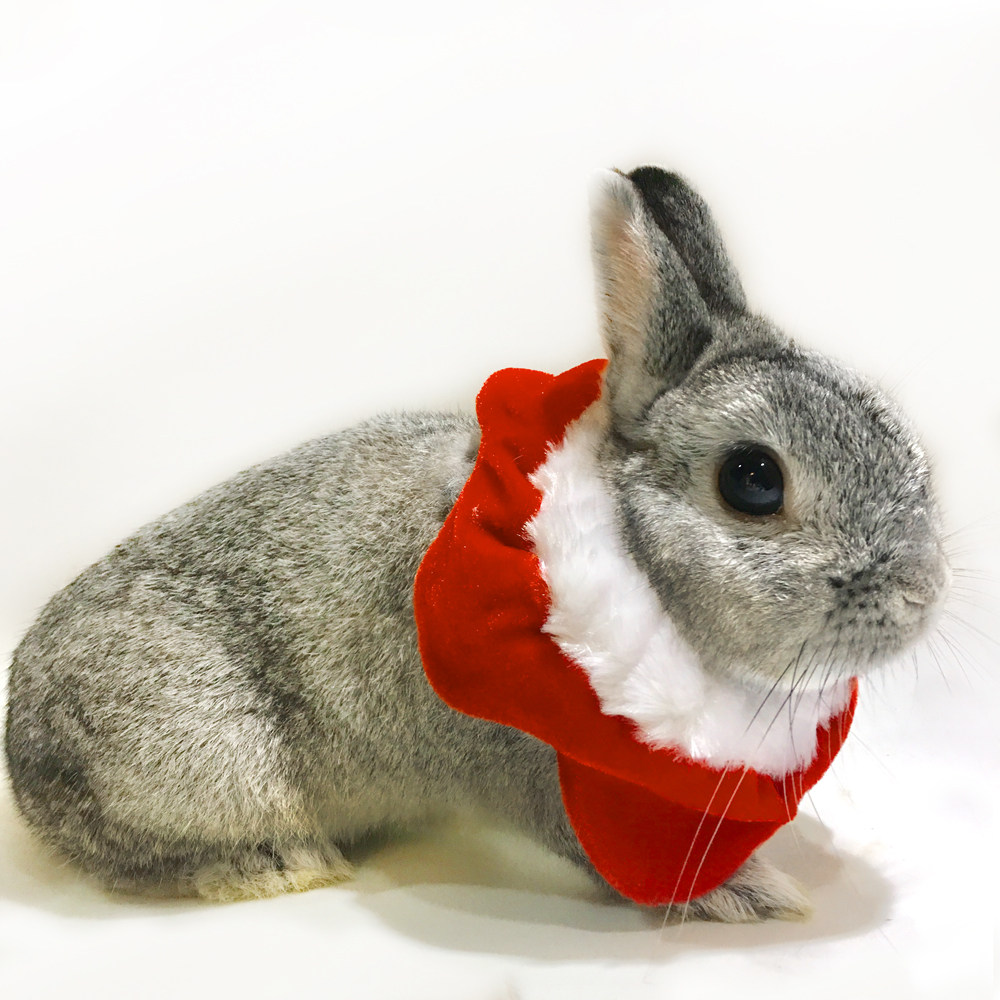 ABLAZE ZAl pet Rabbit Bunny Dog Item Circle Kitty Ornaments Christmas Warm Pentagram neck