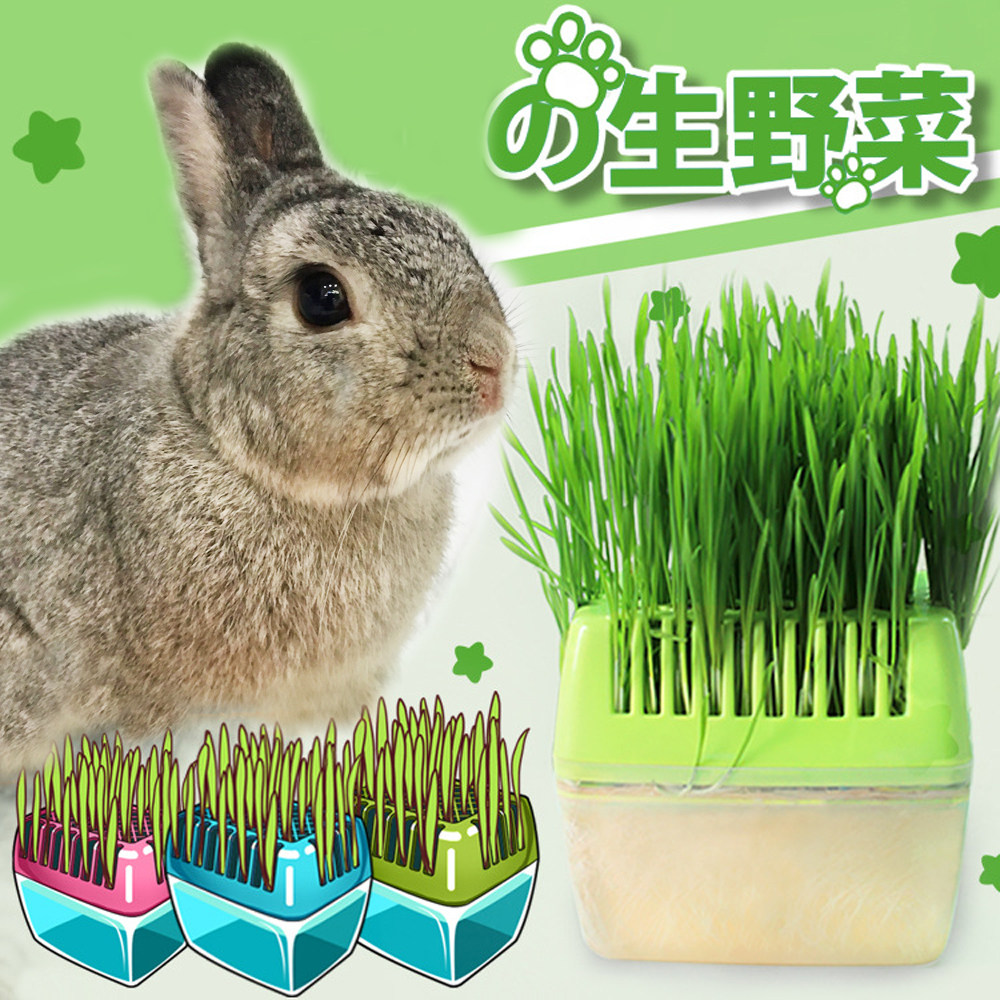 (Spot) Rabbit Grass Species Cat Rabbit Snack Grass Cat Snacks Guinea Pig Rye Wheat Grass Seed