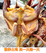 Buy 1 get 1 free Anhui local farm homemade air-dried chicken Free-range salted chicken bacon chicken bacon dried whole