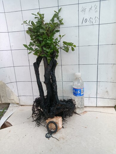 灌木金弹子下山桩种植基地的LOGO