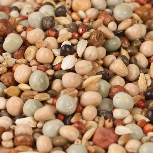 Нет кукурузного голубя голубей голубей голубей, часовой подача голубя с ярлинином 2,5 кг бесплатной доставки