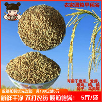 Farmhouse self-planted round grain with shell early rice paddy rice paddy rice to feed chicken duck and goose pigeon bird hamster feed 5 kilos