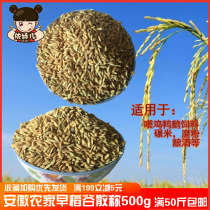 Anhui farmers grow their own new rice rice seeds with shells to feed birds chickens ducks and pigeons pet feed early indica rice