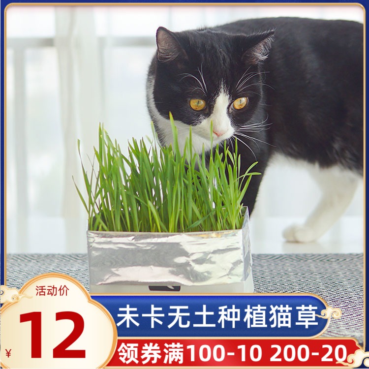 Non-cabal VETRESSKA groundless cat grass with a sincere cultivation of cat grass
