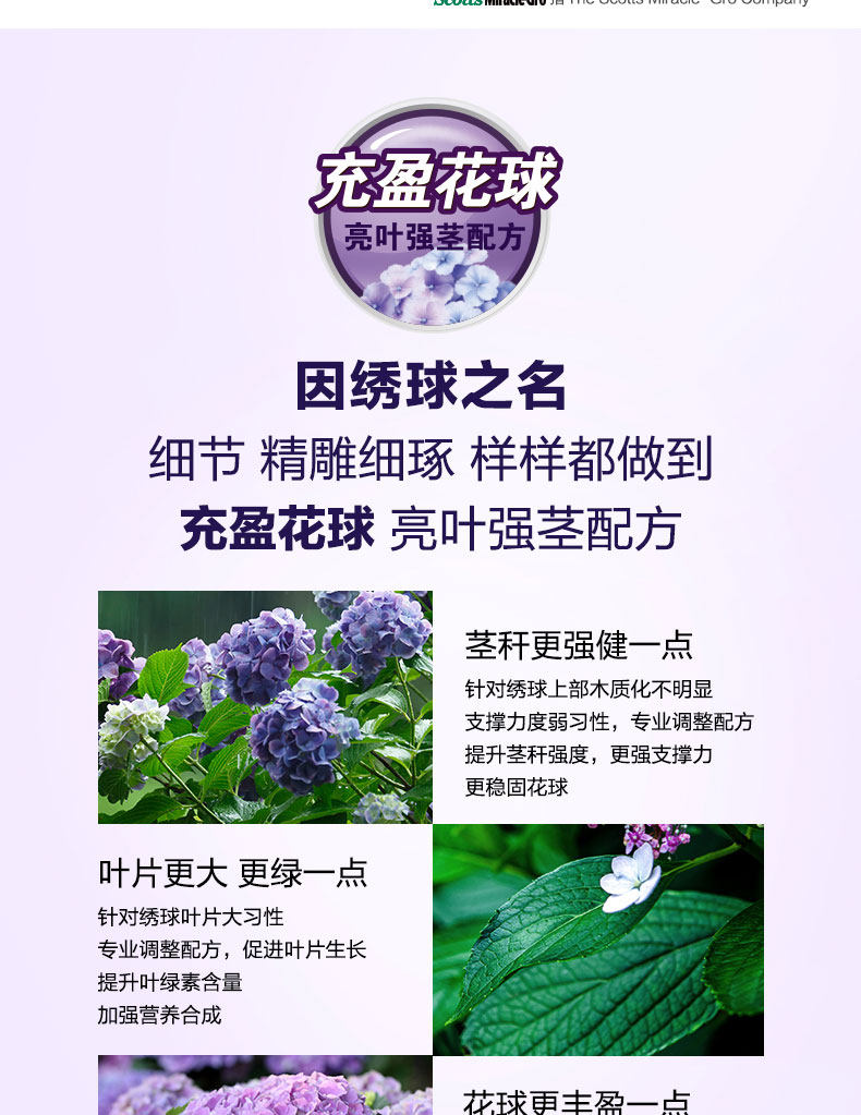 Hydrangea 500-1_03.jpg