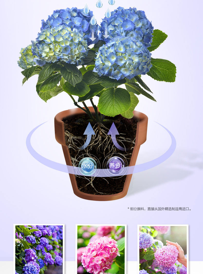 Hydrangea 20-2_04.jpg
