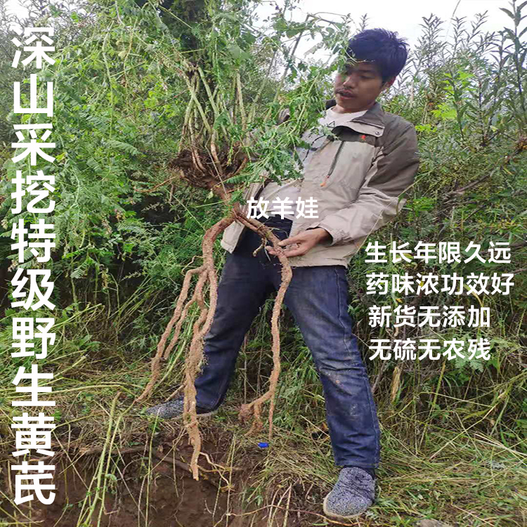 Gansu pure natural wild milk vegan special class Zhengbei Qi Zheng Whole Root 500 gr New goods No sulphur can be sliced in water