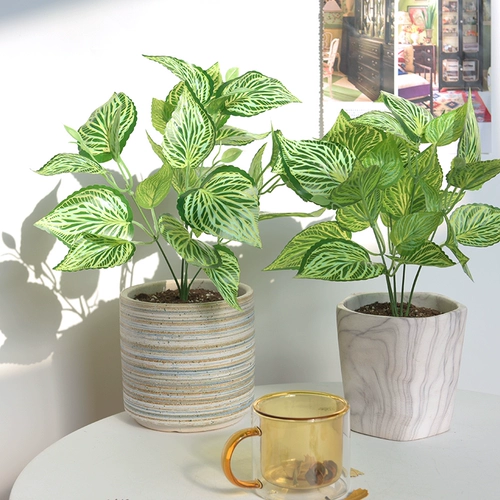 Моделирование растения стены зеленое растение фоновая стенка