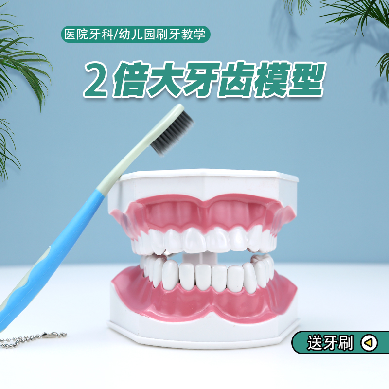 Monshi Early Teaching Aids Children Learning Toothbrushing Suit Puzzle Toys Toys Toys False Teeth Model Column Kindergarten Cognitive Teeth