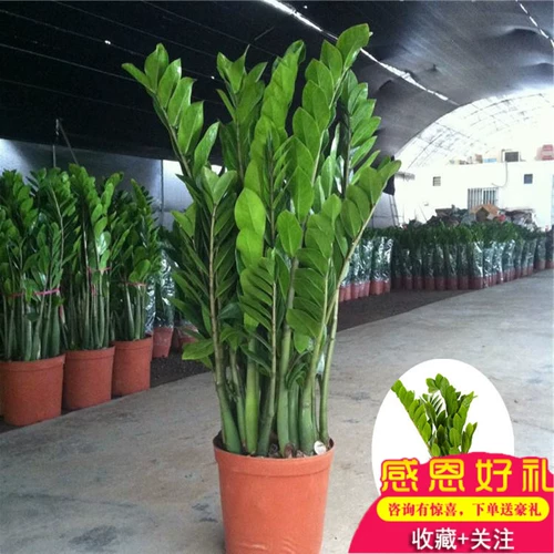 摇 柙 柙 钱 钱 鹎 鹎       舐 舐 鹎 鹎 鹎 芄垡 芄垡 芄垡