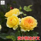 Ouyue Charwin Darwin Rose Flower Shruck Multi -Lower Period Период цветочный период Чанчжонг Сянгюанский балкон