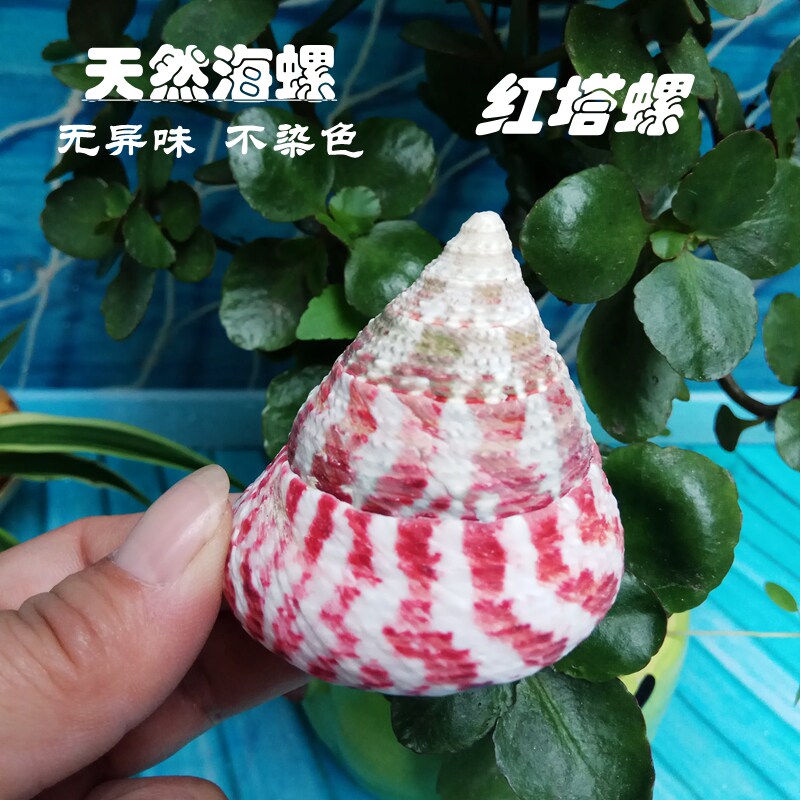 Natural Original Eco Shell Sea Snail Red Tower Snail Cat Eye Giggle Fish Tank Building Rolls Bay Fish Aquatic Box Decoration Seasnail-Taobao