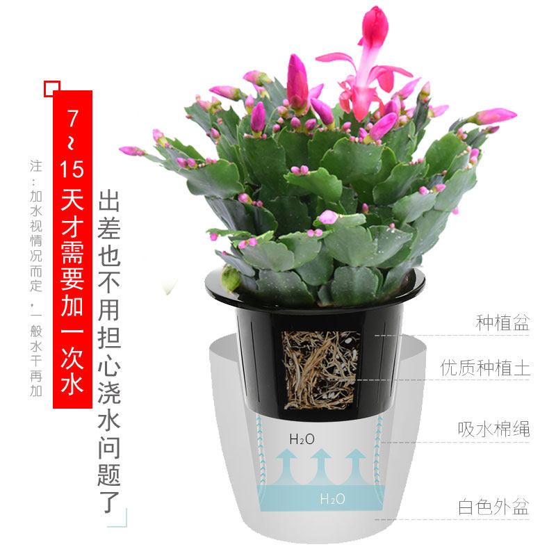 蟹爪兰仙客来花苗带花苞盆栽花卉植物室内观花植物花卉盆栽兰花苗