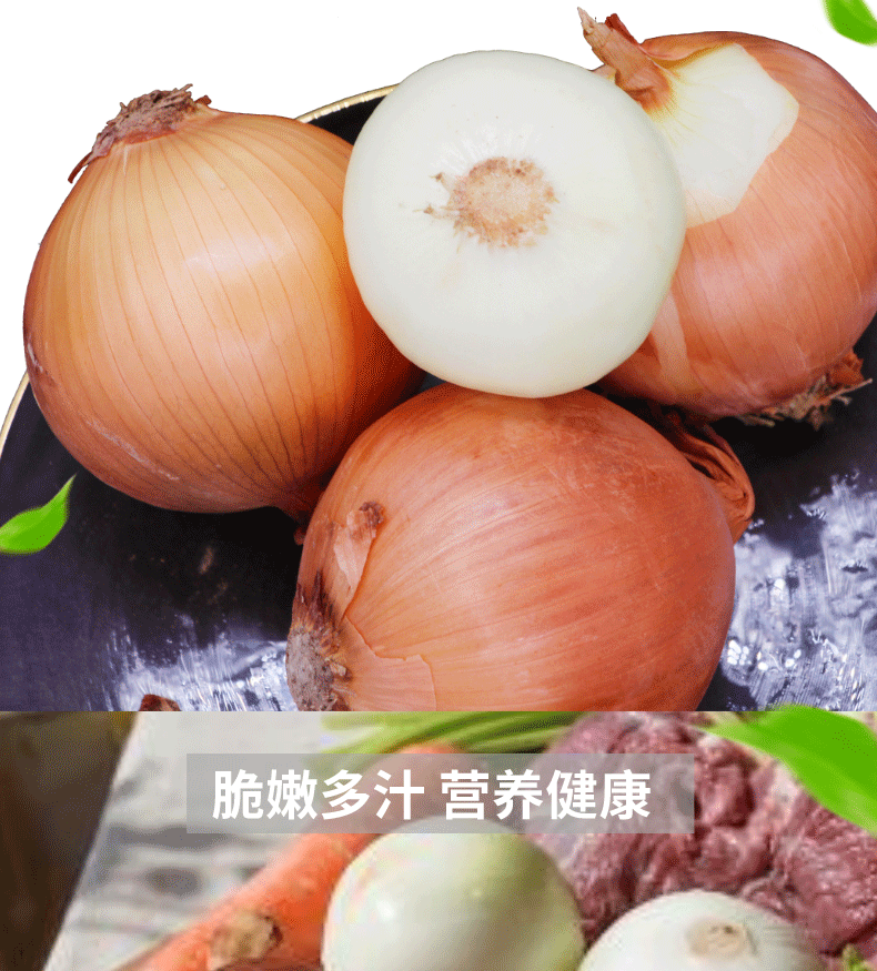 甘肃黄皮洋葱 5斤 图2