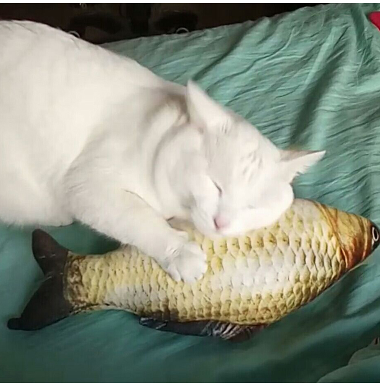 Mèo đồ chơi catnip vui mèo đồ chơi cá mèo gối cỏ cá pháp luật chiến đấu chó sang trọng mèo cá đồ chơi do choi cho cho
