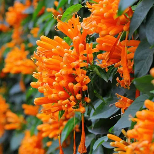 Артиллерийский борьба с цветоком Miao ароматный аромат Великий цветок