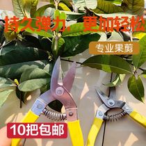 Stainless steel fruit picking scissors citrus scissors round head scissors fruit picking scissors steel scissors flat head scissors picking artifact
