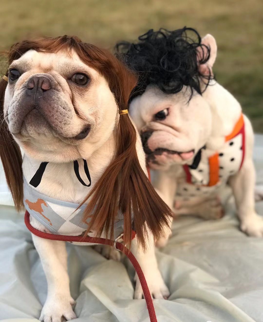 Ding Piet Pet Dog Dog Kitty Hat Tricks Cool Headgear Little Princess Braids Faraway Wig Sells Cute Head Accessories-Taobao