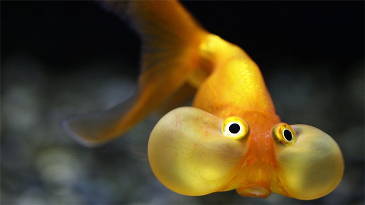 如何養好水泡眼金魚 掌握這幾點就可以 淘寶海外