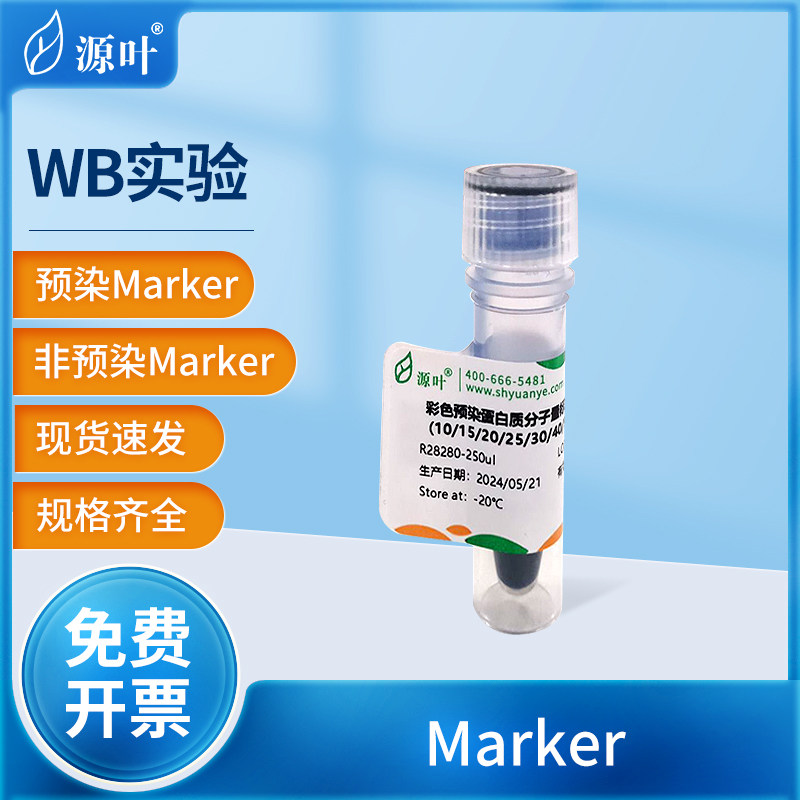 源叶WB实验非预染蛋白彩色预染蛋白质分子量标准Marker凝胶电泳