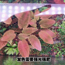 WJ straw cylinder fish tank made of beautiful Polly pepper Pepper pepper Banyan Water Banyan Pink Mid Back View Newhand Water Grass Freshwater Plant